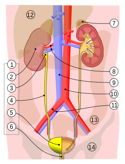 Urinocoltura